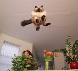 Lezioni di levitazione per un gatto