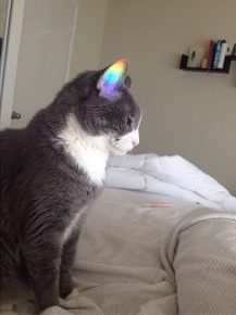 Arcobaleno all'orecchio del gatto