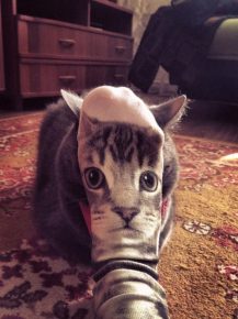 il gatto si nasconde dietro la punta del piede