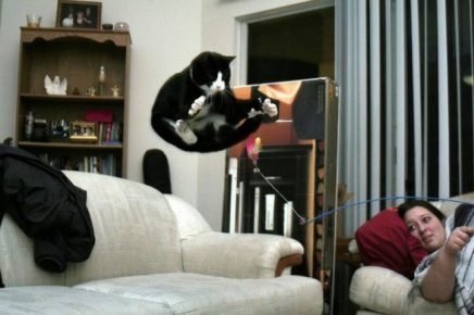 Il gatto galleggia in aria