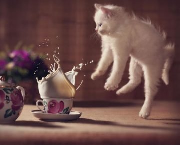 levitazione del gatto in una tazza di latte