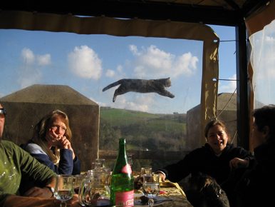 gatto vola in aria