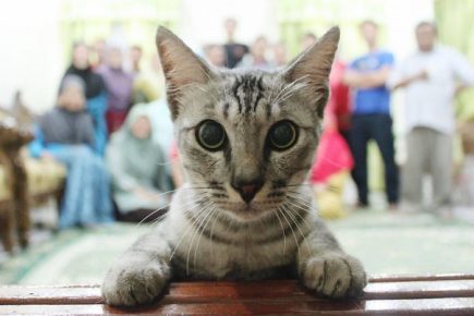 il gatto guarda direttamente nell'obiettivo