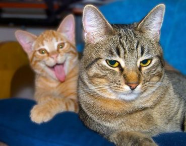 gatto rovina il telaio a un altro gatto