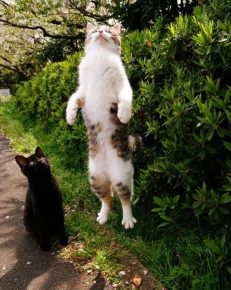 Gatto impennata in aria