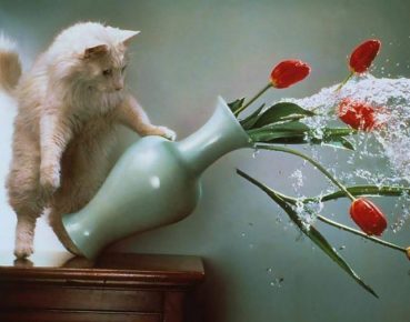 Il gatto ribalta il vaso