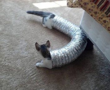 Un gatto molto lungo