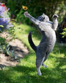La danza di un gatto con una farfalla