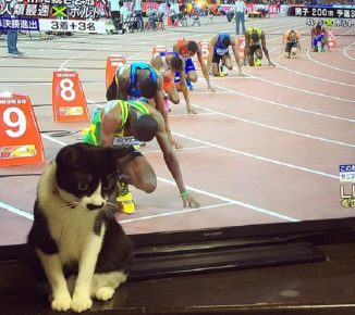 Tutto all'inizio e persino il gatto