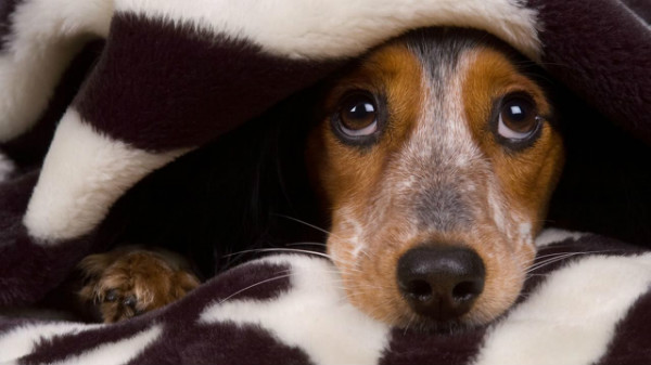Il cane ha paura degli altri cani