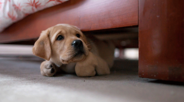 Il cane ha paura degli altri cani leggi l'articolo