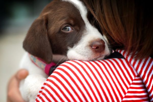 Il cane ha paura di cosa fare