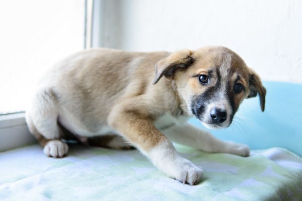 Il cane ha paura dei colpi