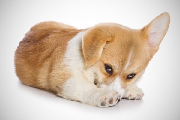 Perché il cane ha paura