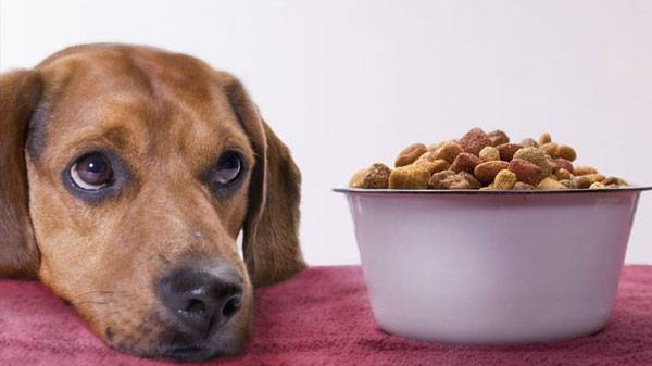 Il cane non mangia nulla. Cosa fare