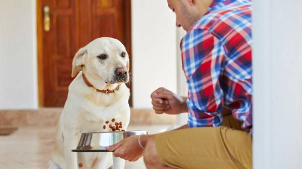 Il cane non vuole mangiare cosa fare