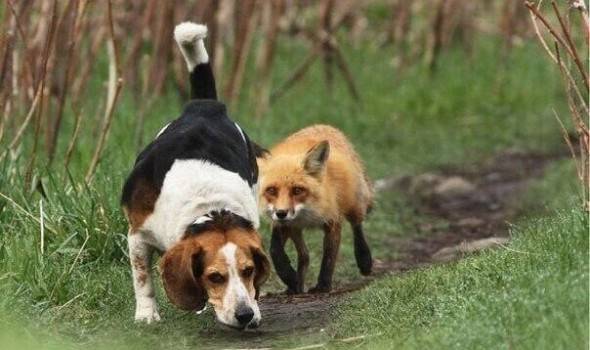 Il cane sta cacciando