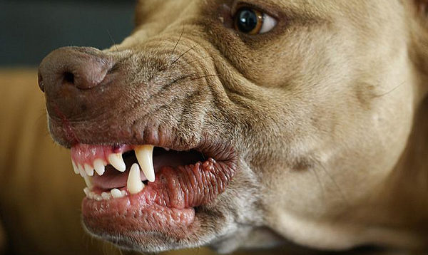 Il cane ringhia al proprietario leggere l'articolo