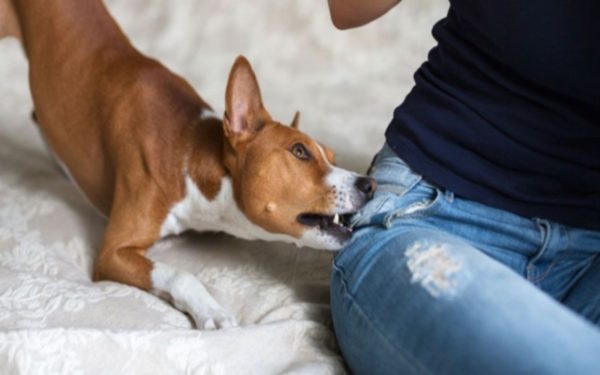 Il cane ringhia