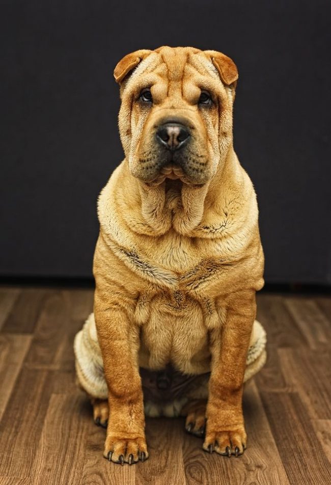 Shar-Pei - Cani indipendenti, spesso guidati dalle proprie opinioni e decisioni. Si battono per l'indipendenza dalla cucciolata Shar-Pei - Cani indipendenti, spesso guidati dalle proprie opinioni e decisioni. Si battono per l'indipendenza dalla cucciolata