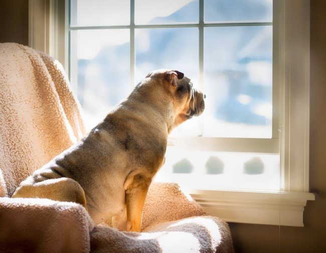 Anche se lasciato solo nell'appartamento, un cane sharpei non rovinerà mai la proprietà, nonostante il fatto che bramerà fortemente le persone Anche se lasciato solo nell'appartamento, un cane sharpei non rovinerà mai la proprietà, nonostante il fatto che bramerà fortemente le persone