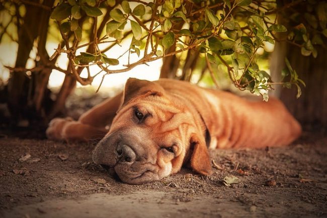 Un cane sharpei ha un'immunità eccellente, raramente si ammala. Si stanno sviluppando malattie e sintomi spiacevoli nei cani di questa razza, tranne in condizioni di cura e alimentazione improprie Un cane sharpei ha un'immunità eccellente, raramente si ammala. Si stanno sviluppando malattie e sintomi spiacevoli nei cani di questa razza, tranne in condizioni di cura e alimentazione improprie