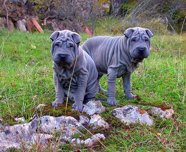 Il cane sharpei è un animale intelligente e arguto, perfettamente adatto all'addestramento Il cane sharpei è un animale intelligente e arguto, perfettamente adatto all'addestramento
