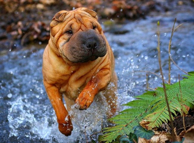 Sharpei ama sguazzare in un po 'd'acqua fresca. Sharpei ama sguazzare in un po 'd'acqua fresca.