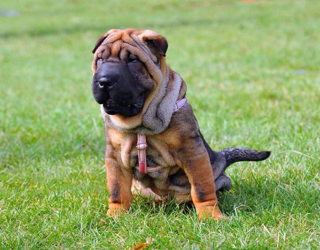 Il cane sharpei diventerà il protettore di tutta la famiglia e sarà molto diffidente nei confronti degli estranei, tuttavia, con un'adeguata educazione, non mostrerà un'aggressione senza causa Il cane sharpei diventerà il protettore di tutta la famiglia e sarà molto diffidente nei confronti degli estranei, tuttavia, con un'adeguata educazione, non mostrerà un'aggressione senza causa