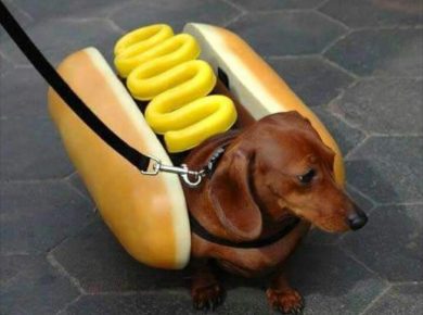 Cani da cibo