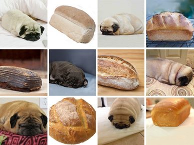 Cani da cibo