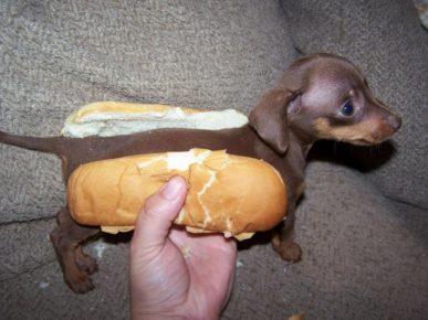 Cani da cibo