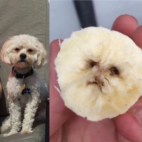 Cani da cibo