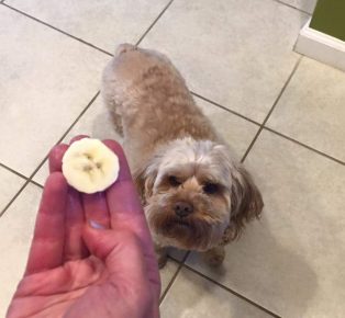 Cani da cibo