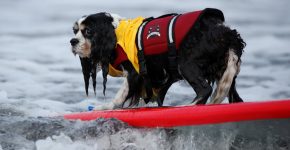 Momenti di competizione di dog surfing