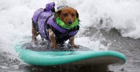 Momenti di competizione di dog surfing