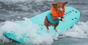 Momenti di competizione di dog surfing