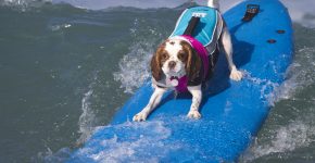 Momenti di competizione di dog surfing