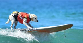 Momenti di competizione di dog surfing