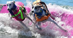 Momenti di competizione di dog surfing