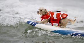 Momenti di competizione di dog surfing