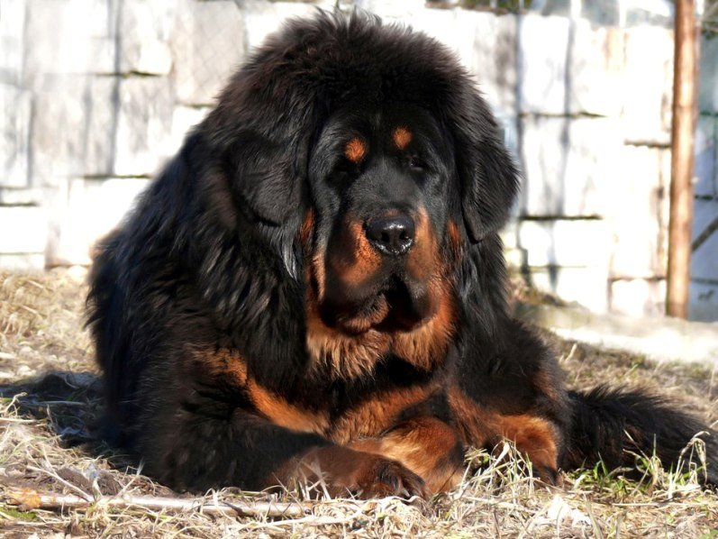 Mastino
