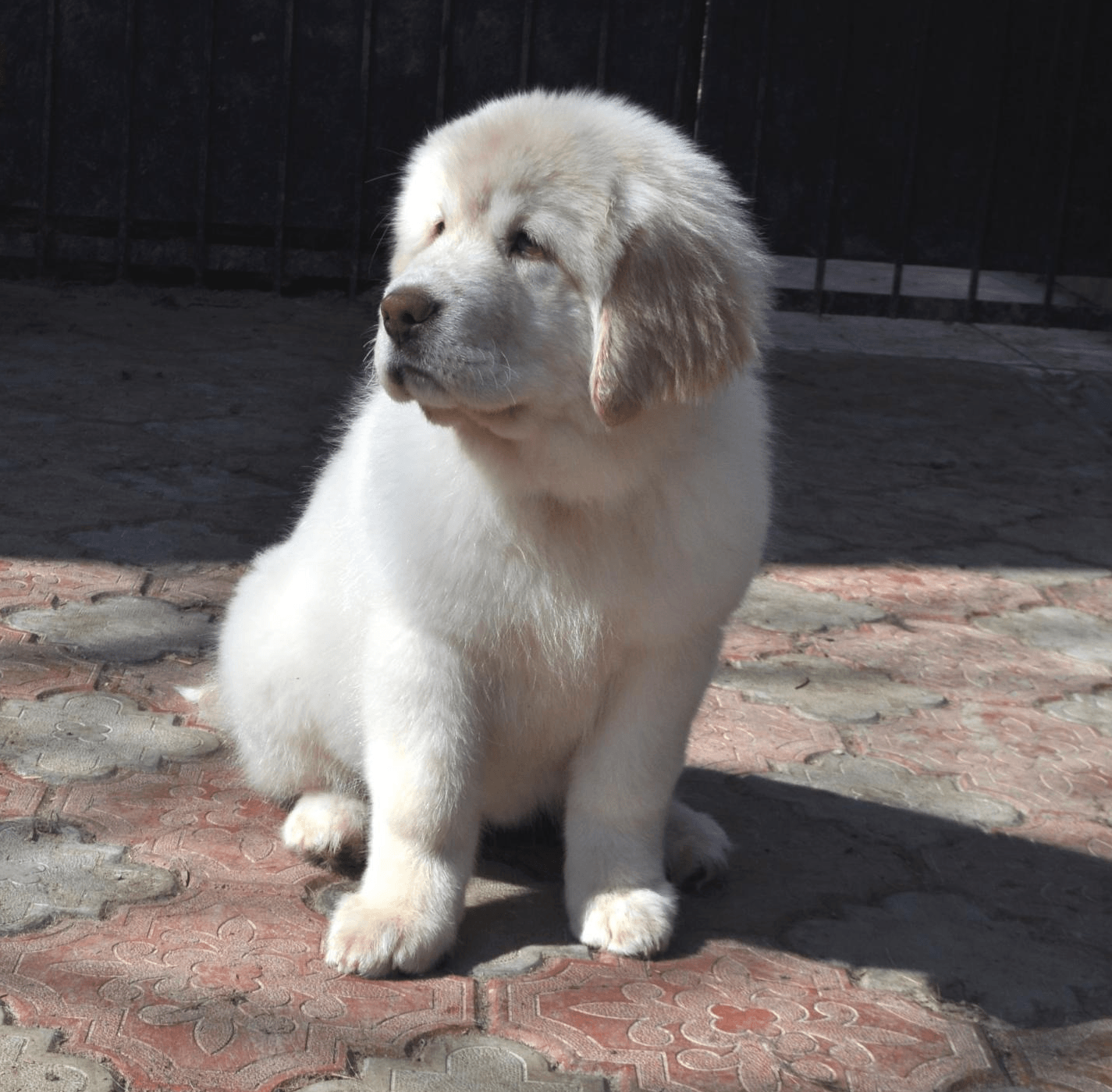 Cucciolo di mastino bianco