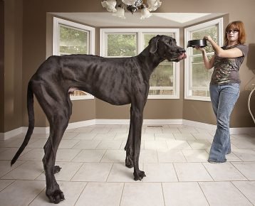 Il cane più grande