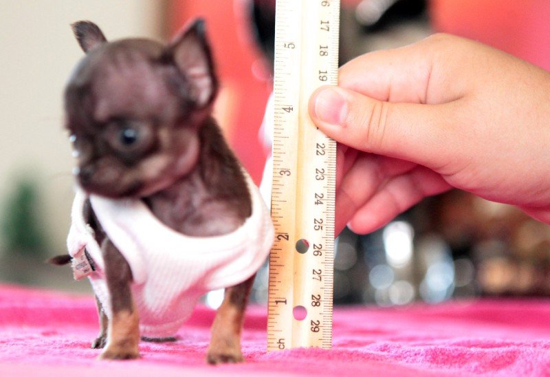 Il cane più piccolo del mondo