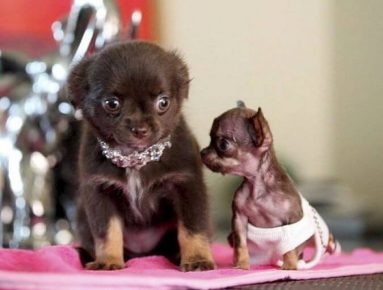 un chihuahua di nome Milli di Porto Rico