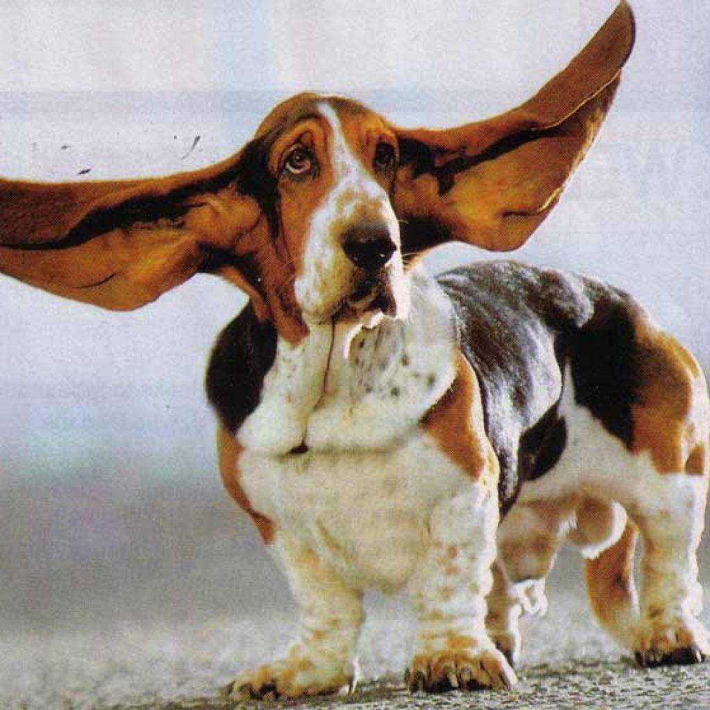 Il cane con le orecchie più lunghe