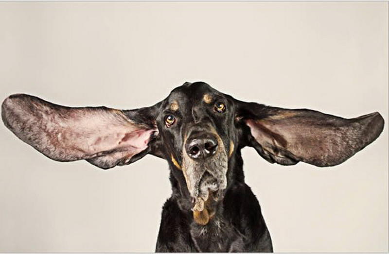 Il secondo cane con le orecchie lunghe