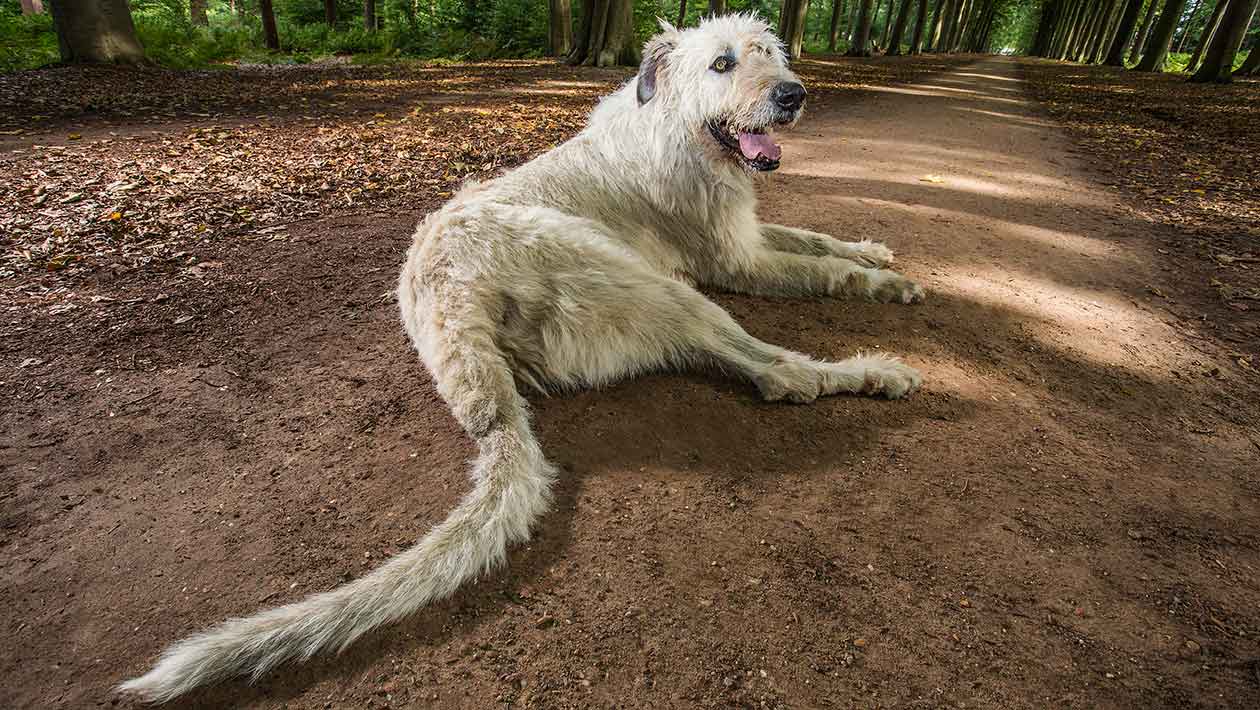 Il cane con la coda più lunga