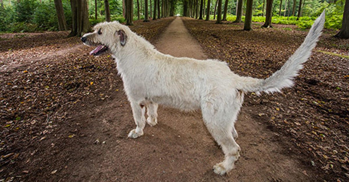Wolfhound soprannominato Keon